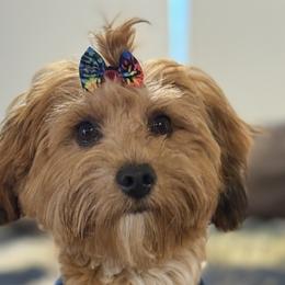 Cavapoos, Goldendoodles, and Maltipoos from The Golden Rule Doodles