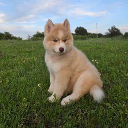 Pomsky and Siberian Husky Puppies from A-Dream Pomsky Kennel