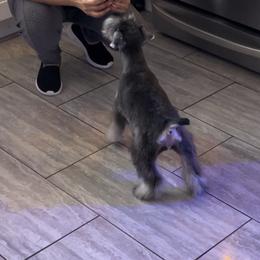 Girl 4 - Salt and pepper Miniature Schnauzer puppy in Upland, California from Rising Minis of Upland