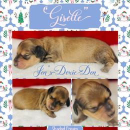 Giselle - The Nutcracker Litter - Cream female Dachshund puppy in Pensacola, Florida from Jen's Doxie Den
