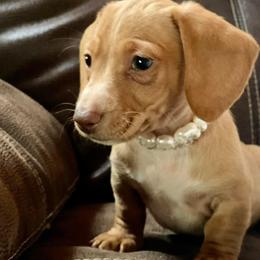 Dachshund and Miniature Schnauzer Puppies from The Bossy Doxie Farm