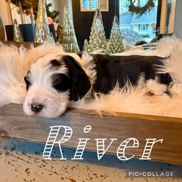 River - female Australian Mountain Doodle puppy in Chattanooga, Tennessee from Scenic City Doodles