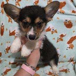 Male 2 - Black and tan male Pembroke Welsh Corgi puppy in Unicoi, Tennessee from East Tennessee Clark Corgis