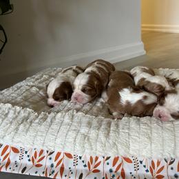 Cavalier King Charles Spaniel Puppies from Cane Creek Cavaliers