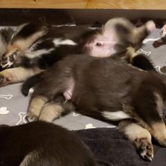 Lapponian Herder Puppies from Kaunis Joki Kennels
