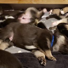 Lapponian Herder Puppies from Kaunis Joki Kennels