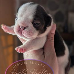 Holly Holstein - Tricolors female French Bulldog puppy in Fort Atkinson, Wisconsin from Bishop Bullyz