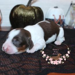 Ember AKC 3,000 - Piebald female Dachshund puppy in Pope, Mississippi from Anna’s Mini Doxies