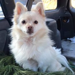 Pomeranians from Peaches Precious Poms