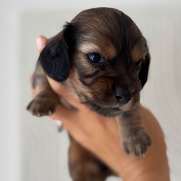 Poppy- shaded red AKC - Red female Dachshund puppy in North Branch, Michigan from Monarch Miniature Dachshunds