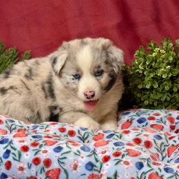 Fluffy - Blue merle female Australian Shepherd puppy in California from Eagle River Aussies