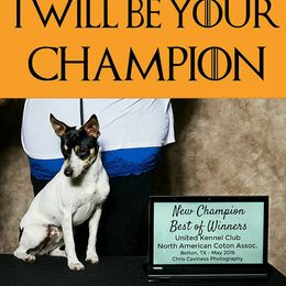 Stark - Rat Terrier
