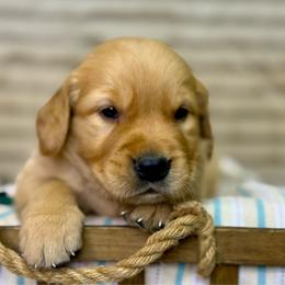 Mr Dark Green - Golden male Golden Retriever puppy in Tonasket, Washington from Denzil’s Goldens
