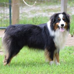Australian Shepherds and Chihuahuas from RockyTop Hearts