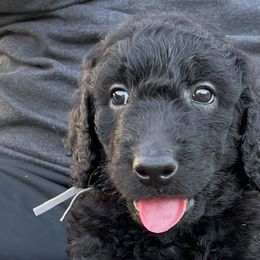 Jake - Black Goldendoodle puppy in Davie, Florida from Puppieskiss