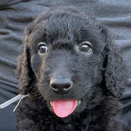 Jake - Black Goldendoodle puppy in Davie, Florida from Puppieskiss
