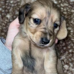 Evelyn - Dapple female Dachshund puppy in Goldthwaite, Texas from Mini Mama Dachshunds