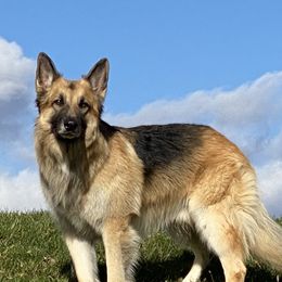 Ares - Shiloh Shepherd
