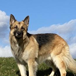 Ares - Shiloh Shepherd