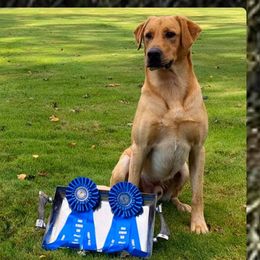 Kaya - Labrador Retriever