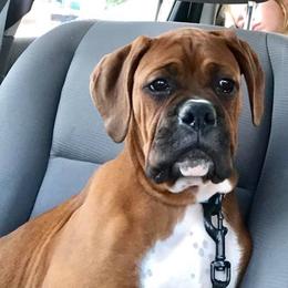 Boxer Puppies from BellRidge Boxers