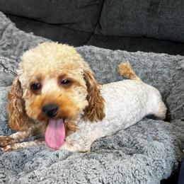 Scarlett - Poodle