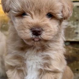 Caramello(Mello) - Wheaten male Miniature Schnauzer puppy in Clover, South Carolina from Bobo’s Babies Kennels