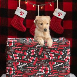 Labrador Retriever Puppies from Sun Ridge Labradors