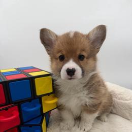 Grant - Red male Pembroke Welsh Corgi puppy in Minooka, Illinois from Lucky J Corgis
