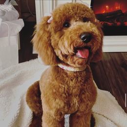 Chelsea - Goldendoodle