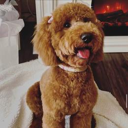 Chelsea - Goldendoodle