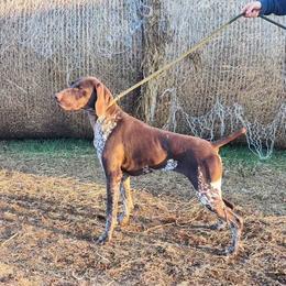 Elie - German Shorthaired Pointer