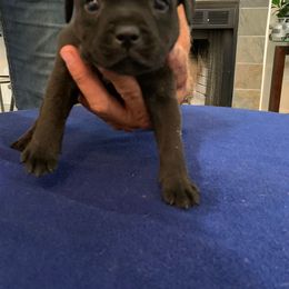 Staffordshire Bull Terrier Puppies from Miguel's Staffordshire Bull Terriers