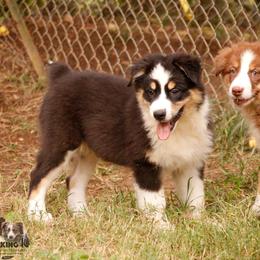 BTM 3 - Black tri-color male Australian Shepherd puppy in Rutledge, Tennessee from Kicking K Australian Shepherds
