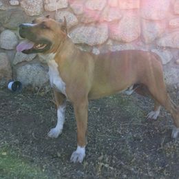 Bolt - American Staffordshire Terrier