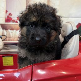 German Shepherd Puppies from Vom Archbold Haus World Class German Shepherds