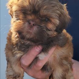 Blue - Liver male Shih Tzu puppy in Jenks, Oklahoma from Northstar Shih Tzu