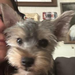 Red - Black and tan male Yorkshire Terrier puppy in Cocoa, Florida from SummerTime AKC Yorkies