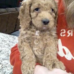 Cockapoo Puppies from Ouachita River Cockapoos