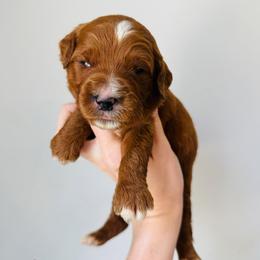 Scotch - Red  male Goldendoodle puppy in Auburn, Indiana from Martin’s Doodles