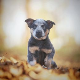 Australian Cattle Dog and Collie Puppies from Blackberry Hills