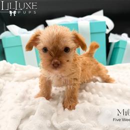 Millie - Sable female Yorkshire Terrier puppy in Scottsdale, Arizona from Lil Luxe Pups