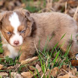 Miniature American Shepherd, Miniature Australian Shepherd, and Toy Australian Shepherd Puppies from Best Little Aussies