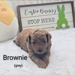 Brownie (grey collar) - Red  male Goldendoodle puppy in Fayetteville, North Carolina from Frannie's Goldendoodle Puppies