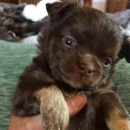 Bridgette Reese - Chocolate female Chihuahua puppy in Amelia, Virginia from Pannell’s Precious Pups