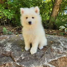 Samoyed Puppies from Carriage Court Kennels