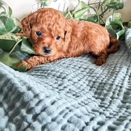 Willow - Red female Cavapoo puppy in Marquand, Missouri from Perfectly Playful Doodles