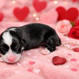 Lover Boy - Black and tan male Pembroke Welsh Corgi puppy in Orrtanna, Pennsylvania from Mountain Top Shepherd's