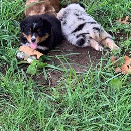 Australian Shepherd Puppies from Stamper K9’s
