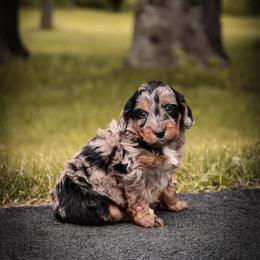 Aussiedoodle and Poodle Puppies from Lolo’s Aussiedoodle